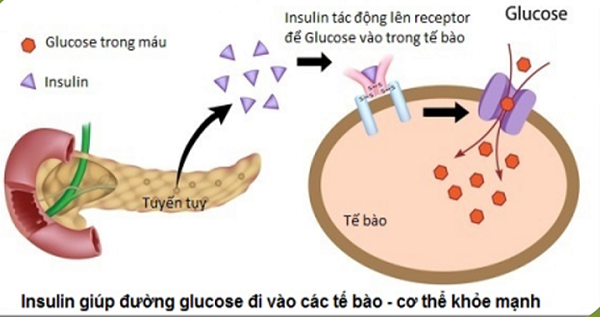 Insulin giúp đường đi vào tế bào